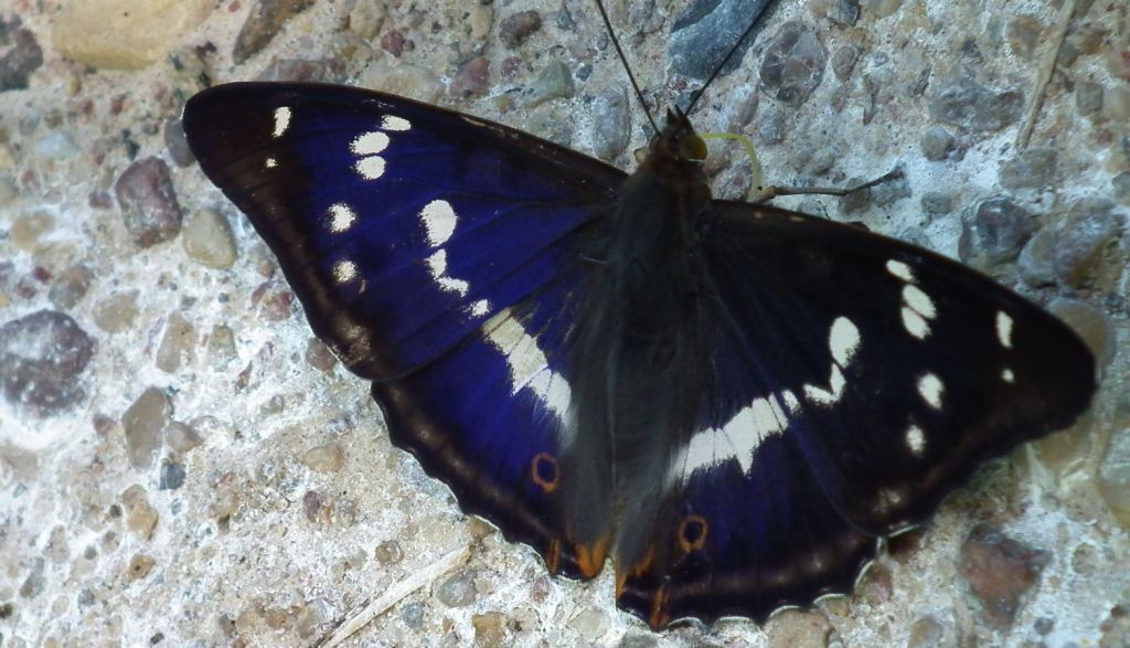 Mieniak tęczowiec (Apatura iris)