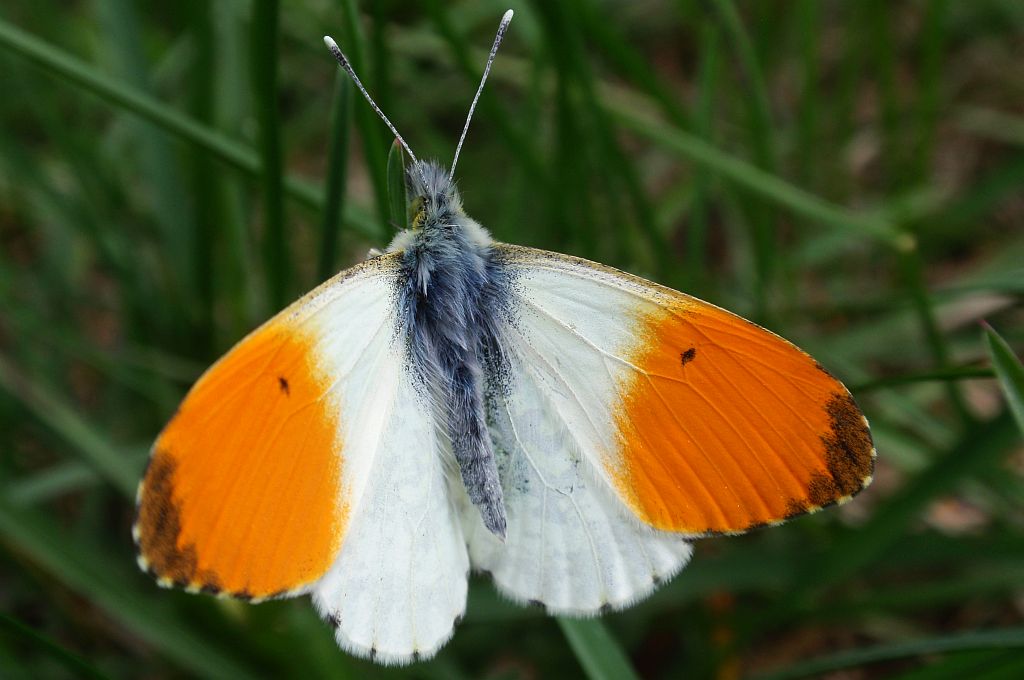 Zorzynek rzeżuchowiec (Anthocaris cardamines)