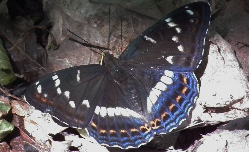 Pokłonnik osinowiec (Limenitis populi)