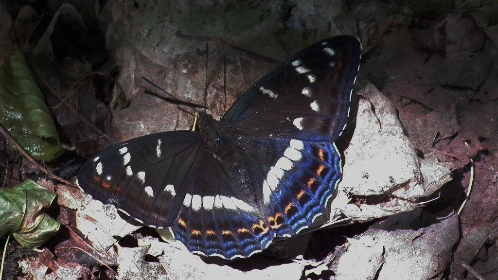 Pokłonnik osinowiec (Limenitis populi)