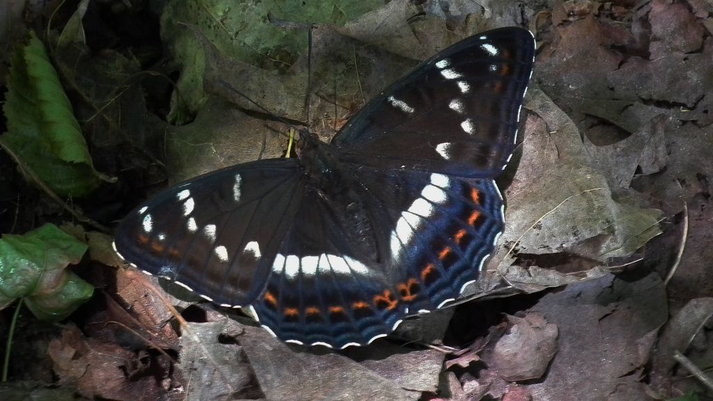 Pokłonnik osinowiec (Limenitis populi)