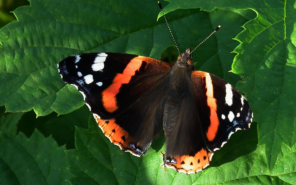 Rusałka admirał (Vanessa atalanta)