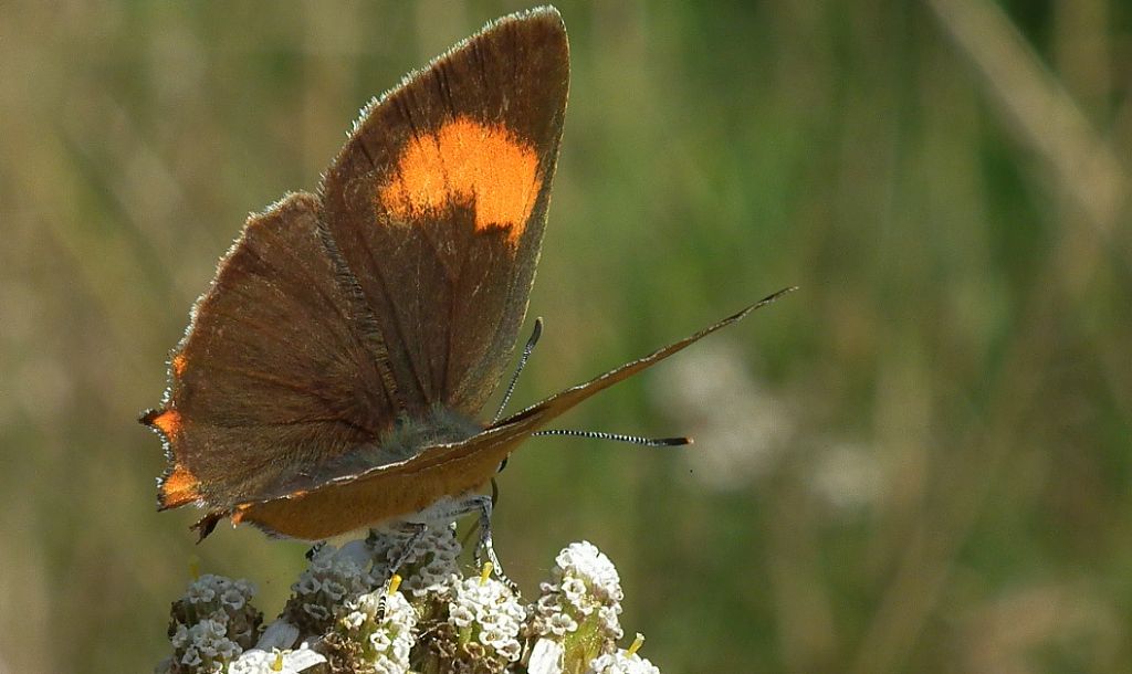 Pazik brzozowiec (Thecla betulae)