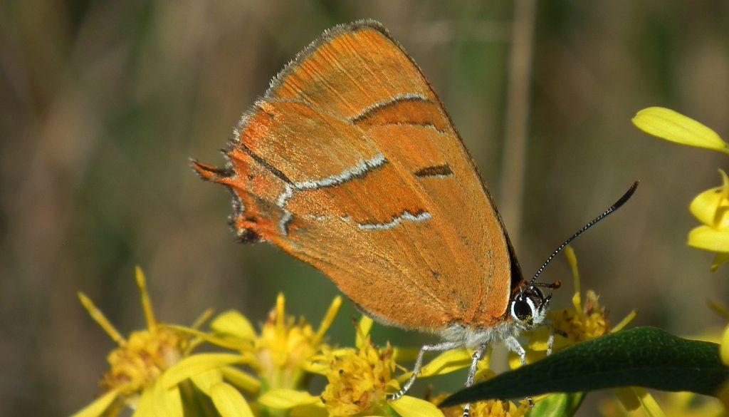Pazik brzozowiec (Thecla betulae)