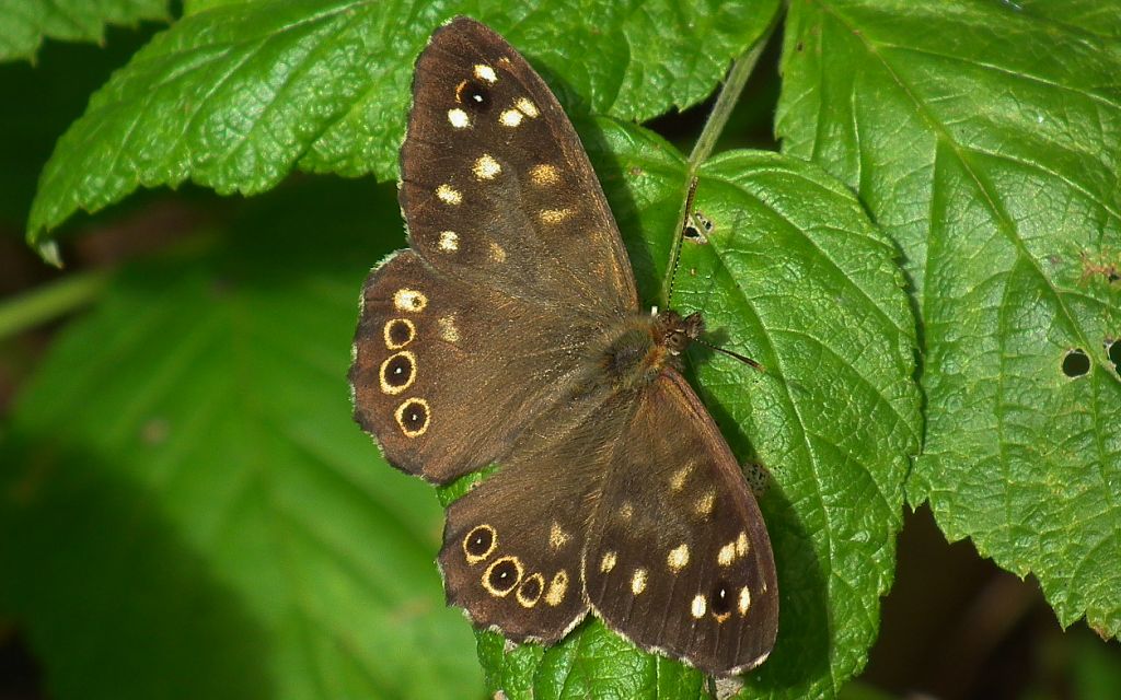 Osadnik egeria (Pararge aegeria)