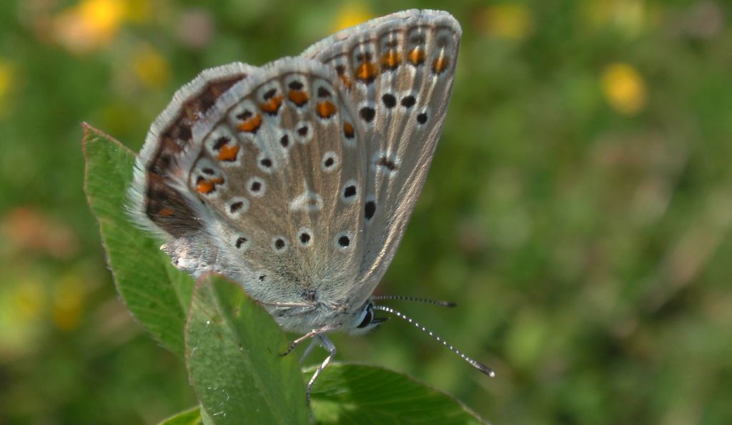 Modraszek adonis (Lysandra bellargus, Polyommatus bellargus)