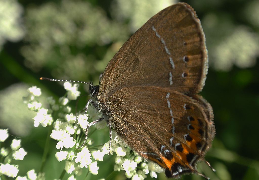 Ogończyk śliwowiec (Satyrium pruni)