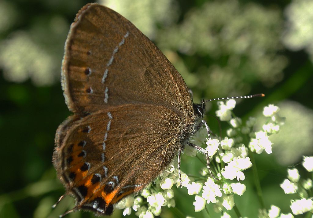Ogończyk śliwowiec (Satyrium pruni)
