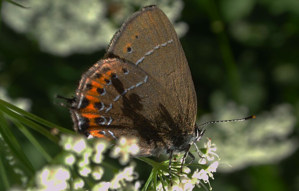 Ogończyk śliwowiec (Satyrium pruni)