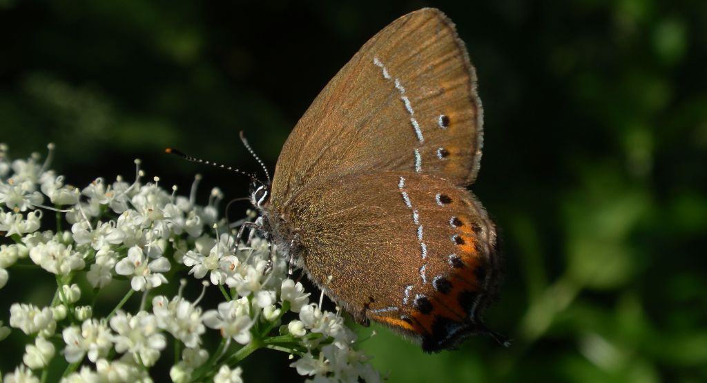 Ogończyk śliwowiec (Satyrium pruni)