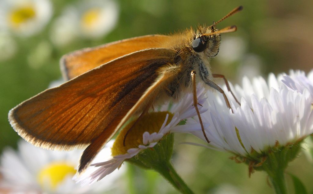 Karłątek ryska (Thymelicus lineola)