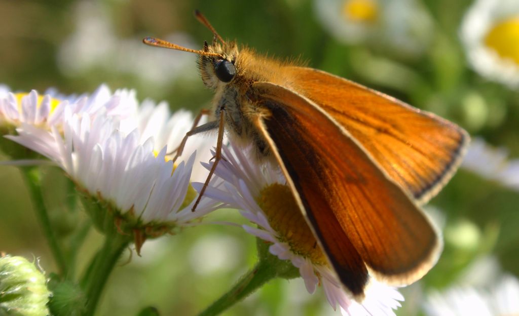 Karłątek ryska (Thymelicus lineola)