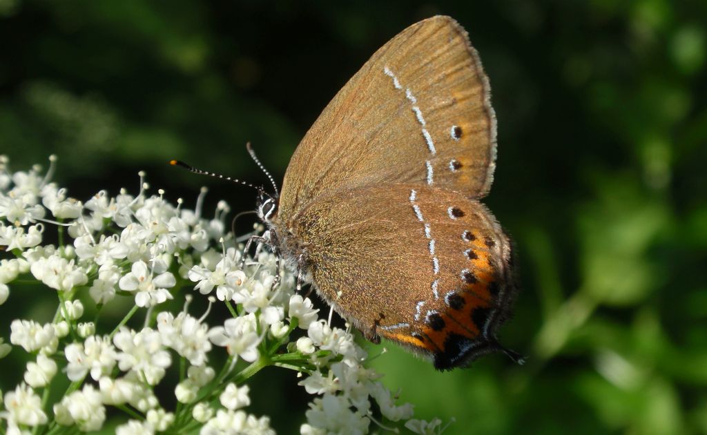 Ogończyk śliwowiec (Satyrium pruni)