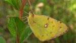 Szlaczkoń siarecznik (Colias hyale)