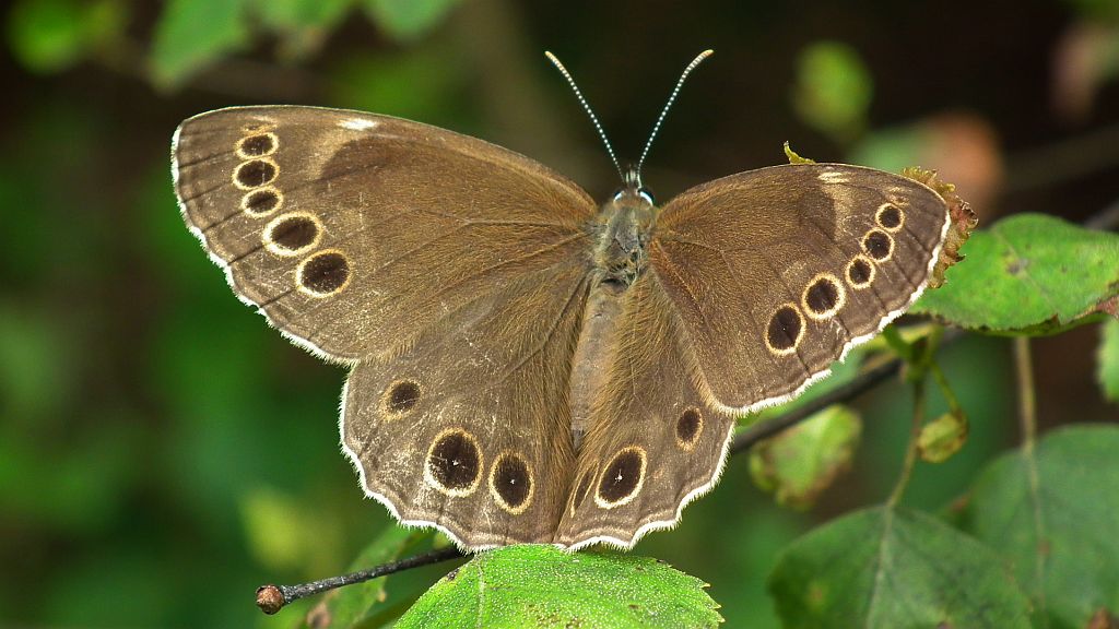 Osadnik wielkooki (Lopinga achine)