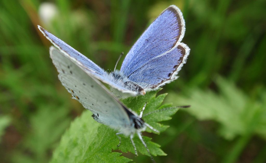 Modraszek argiades (Cupido argiades)