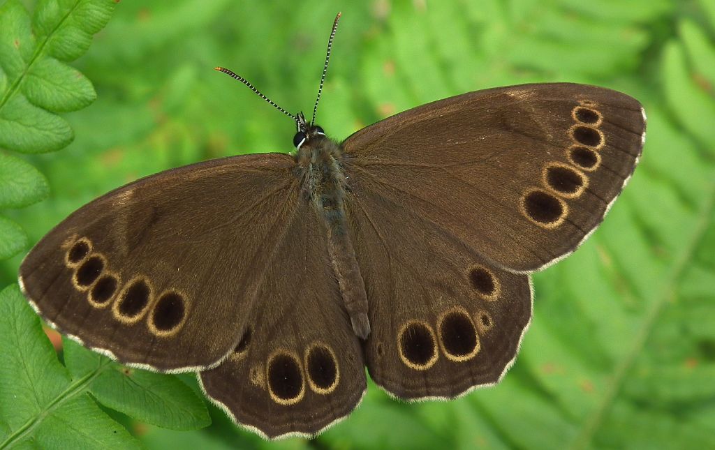 Osadnik wielkooki (Lopinga achine)