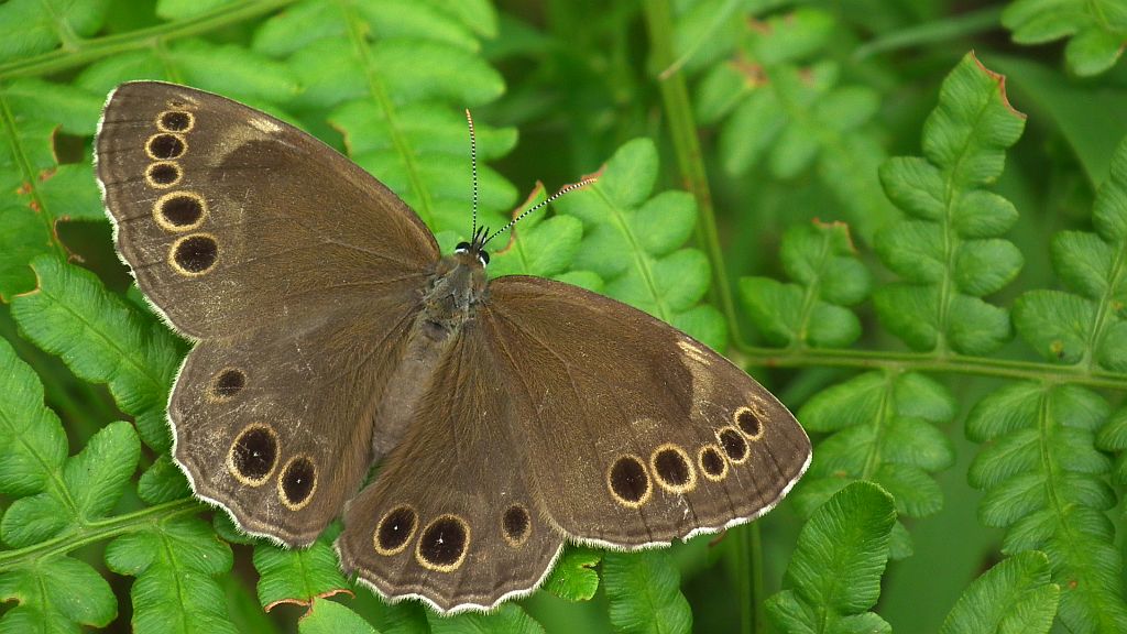 Osadnik wielkooki (Lopinga achine)
