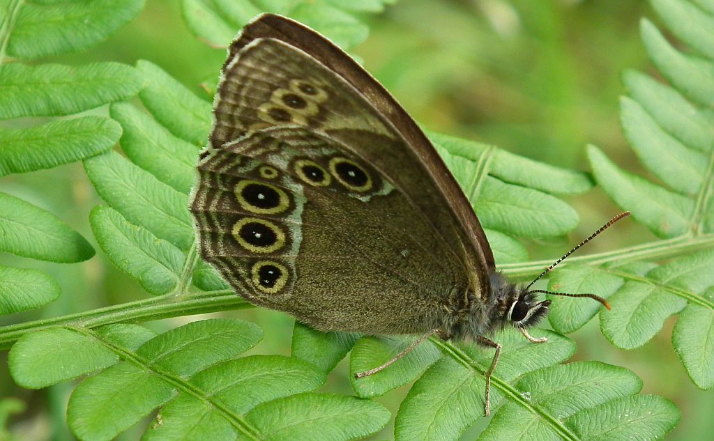 Osadnik wielkooki (Lopinga achine)