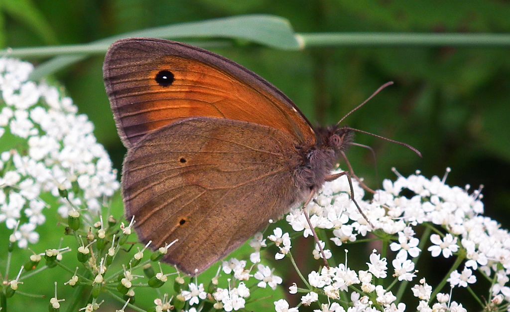 Przestrojnik jurtina (Maniola jurtina)