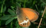 Strzępotek perełkowiec (Coenonympha arcania)