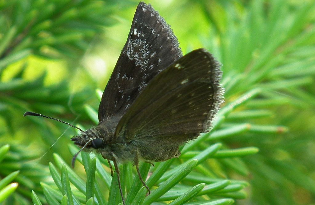 Powszelatek brunatek (Erynnis tages)