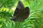 Powszelatek brunatek (Erynnis tages)
