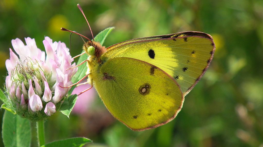 Szlaczkoń siarecznik (Colias hyale)