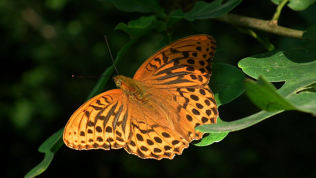 Dostojka malinowiec (Argynnis paphia)