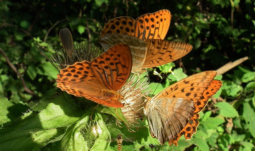 Dostojka malinowiec (Argynnis paphia)