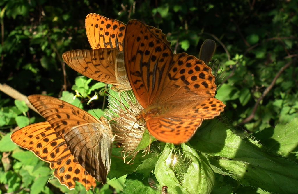Dostojka malinowiec (Argynnis paphia)