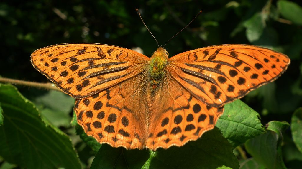 Dostojka malinowiec (Argynnis paphia)