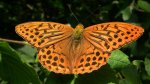 Dostojka malinowiec (Argynnis paphia)