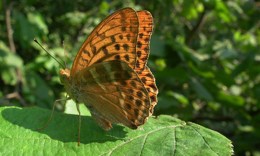Dostojka malinowiec (Argynnis paphia)
