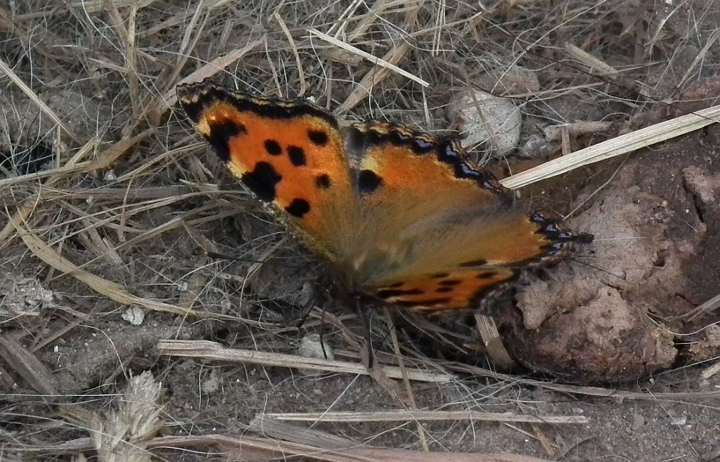 Rusałka wierzbowiec (Nymphalis polychloros)