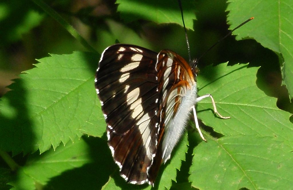 Pokłonnik kamila/wróż (Limenitis camilla)