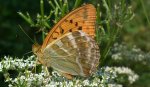 Dostojka malinowiec (Argynnis paphia)