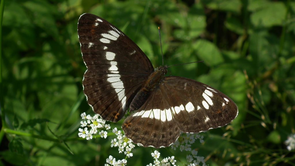Pokłonnik kamila/wróż (Limenitis camilla)