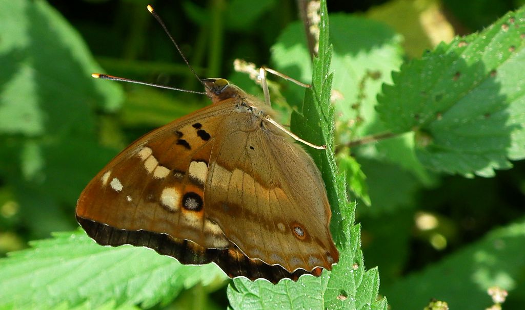 Mieniak strużnik (Apatura ilia)