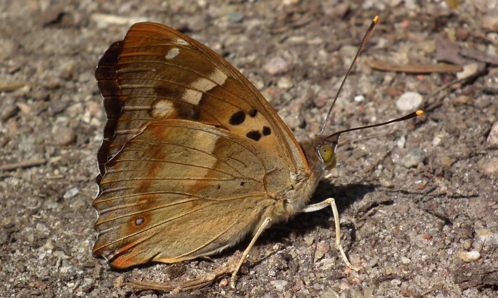 Mieniak strużnik (Apatura ilia)