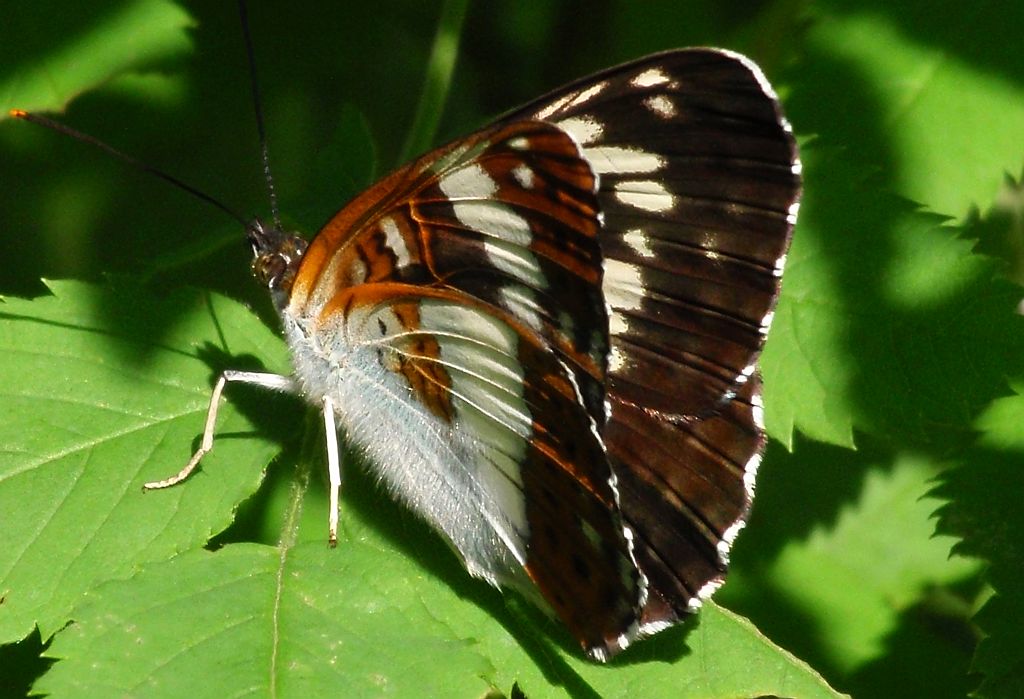 Pokłonnik kamila/wróż (Limenitis camilla)