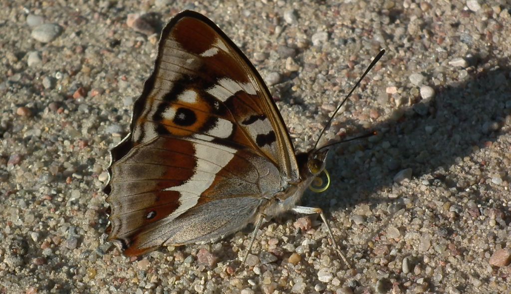 Mieniak tęczowiec (Apatura iris)