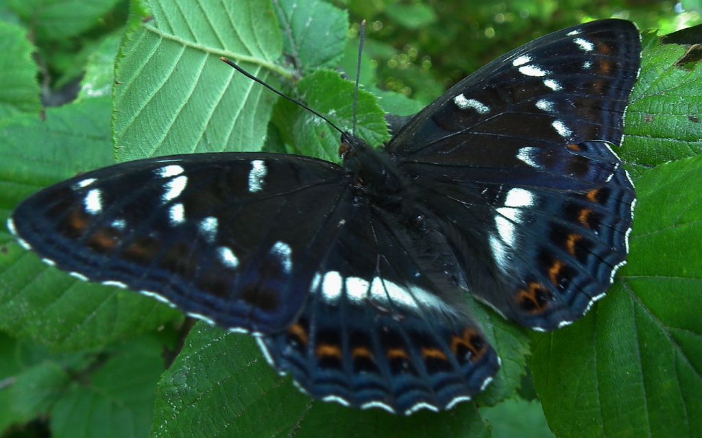 Pokłonnik osinowiec (Limenitis populi)