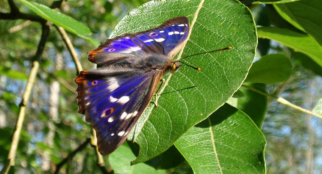 Mieniak strużnik  (Apatura  ilia)