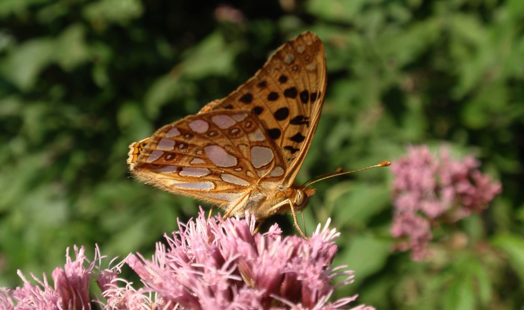 Dostojka latonia (Issoria lathonia)
