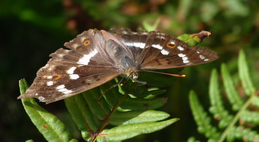 Mieniak strużnik (Apatura ilia)