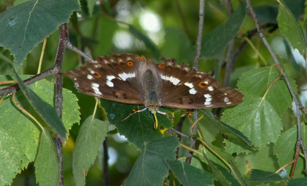 Mieniak strużnik (Apatura ilia)