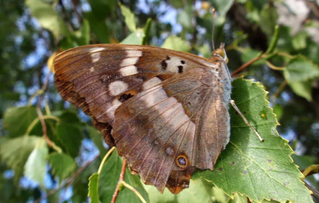 Mieniak strużnik  (Apatura  ilia)