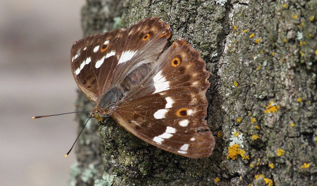 Mieniak strużnik  (Apatura  ilia)