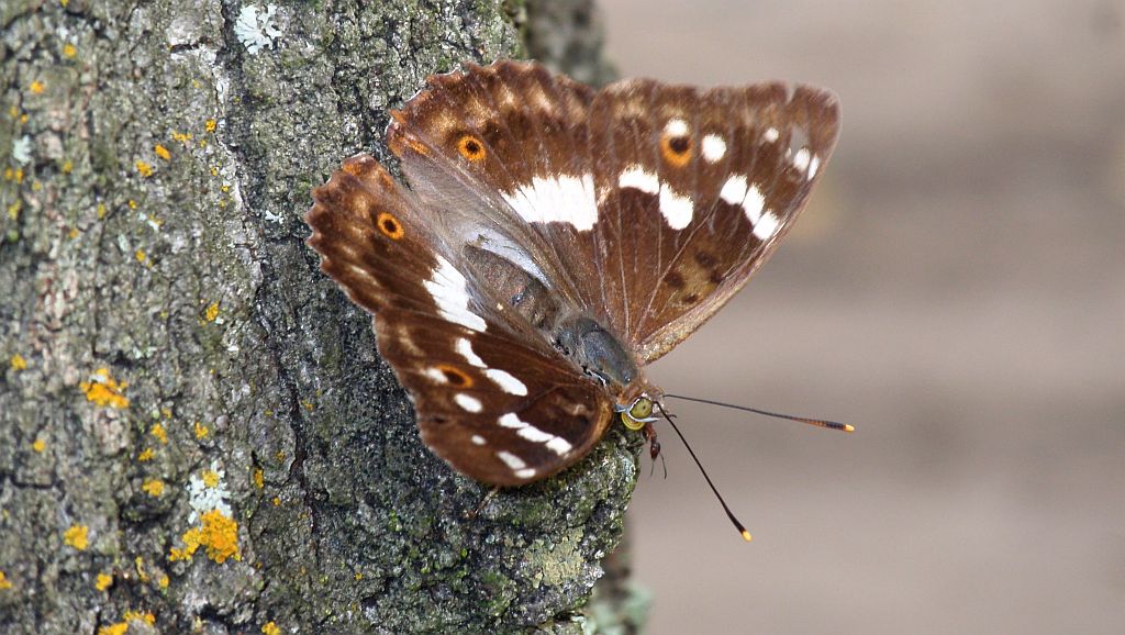 Mieniak strużnik  (Apatura  ilia)